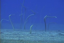 海底生物素材下載