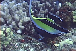 海底生物