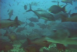 海底生物素材下載