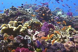 海底生物模板下載