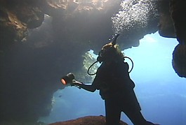 海底生物素材下載