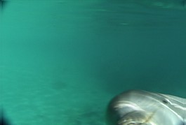 海洋