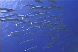 海底生物素材下載