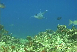 魚群