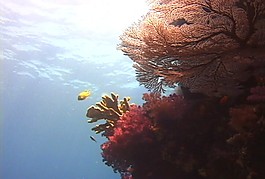 海底生物