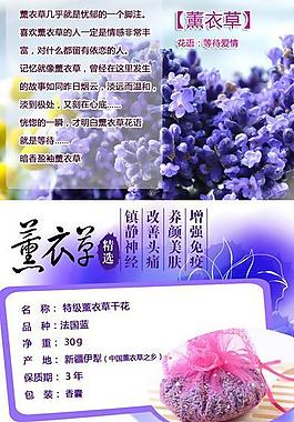 薰衣草圖片