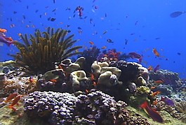 海底生物模板下載