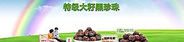 黑珍珠山核桃图片