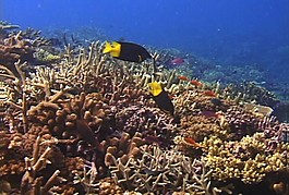 海底生物素材下載