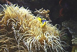 海底生物模板下載