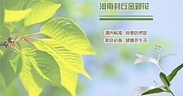 金銀花圖片
