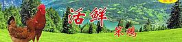 笨雞 笨雞蛋圖片