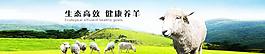 畜牧banner圖片