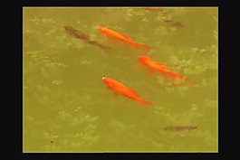 金魚視頻素材下載
