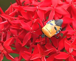 昆蟲(chóng)背景視頻素材素材下載