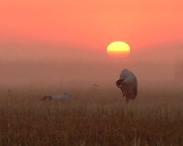 夕陽(yáng)背景視頻素材素材下載