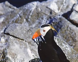 鳥活動視頻頻素材素材下載
