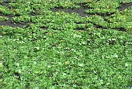 水生植物