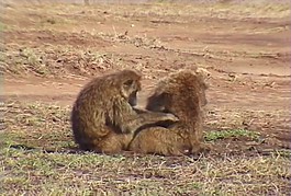 猴子活動視頻頻素材素材下載