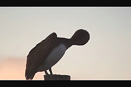 水鳥視頻素材素材下載