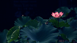 荷花