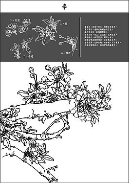 白描李子花