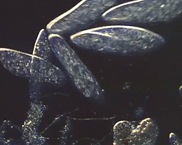 微生物背景視頻素材模板下載