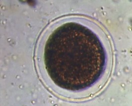 微生物素材下載