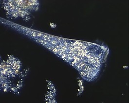 微生物模板下載
