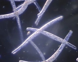 微生物素材下載