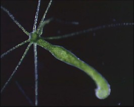 微生物模板下載