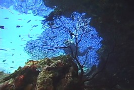 海底海洋生物視頻素材模板下載