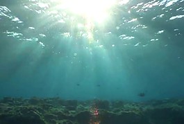 海底海洋生物視頻素材素材下載