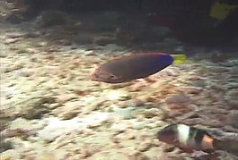 海底海洋生物視頻素材