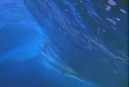 海底世界視頻素材