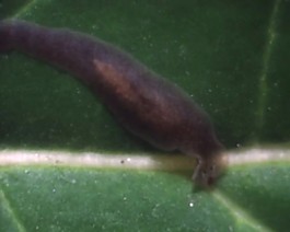 微生物