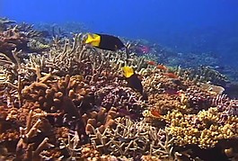 海底海洋生物視頻素材模板下載