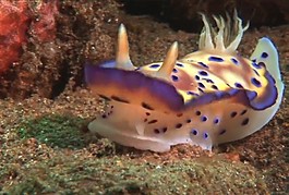 海底海洋生物視頻素材