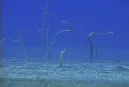 微生物素材下載
