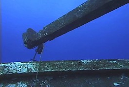 海底海洋生物視頻素材素材下載