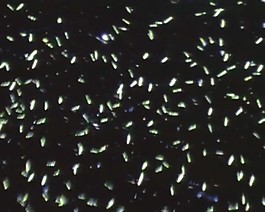 微生物