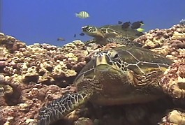 海底海洋生物視頻素材模板下載