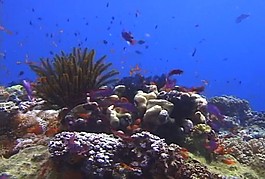 海底世界視頻素材