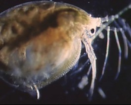 微生物模板下載
