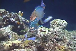 海洋生物模板下載
