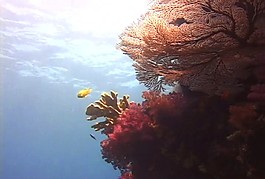 洋生物素材下載