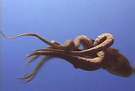 海洋動(dòng)物