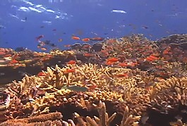海洋生物素材下載