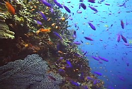 海洋生物模板下載