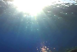海洋生物素材下載